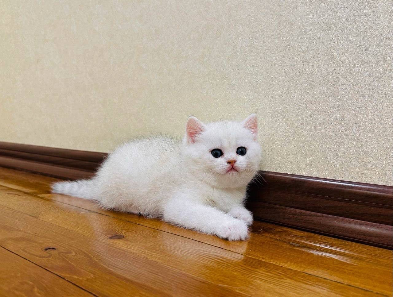 Котёнок скоттиш страйт