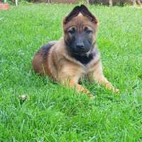 Ciobanesc Belgian de Malinois