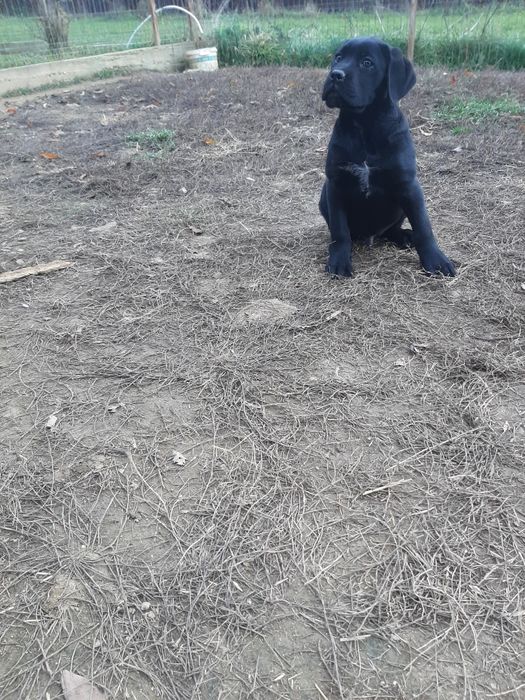 Cane corso negru