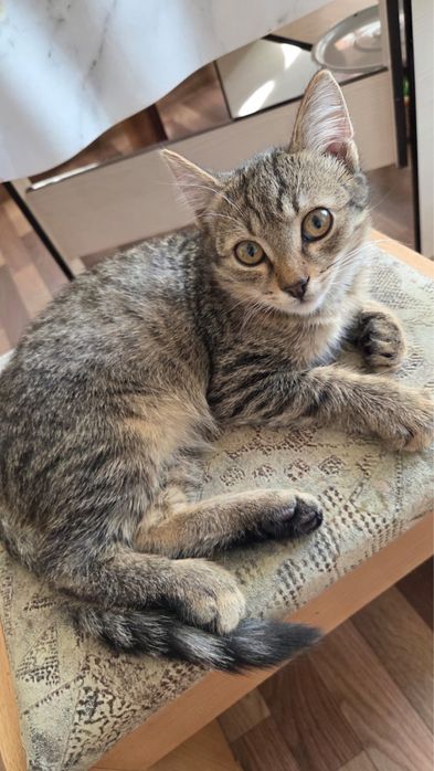 Отдам котенка в хорошие руки