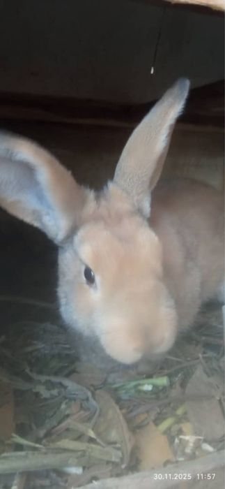 Куйончалар сотилади 50 минг сумдан бошланади