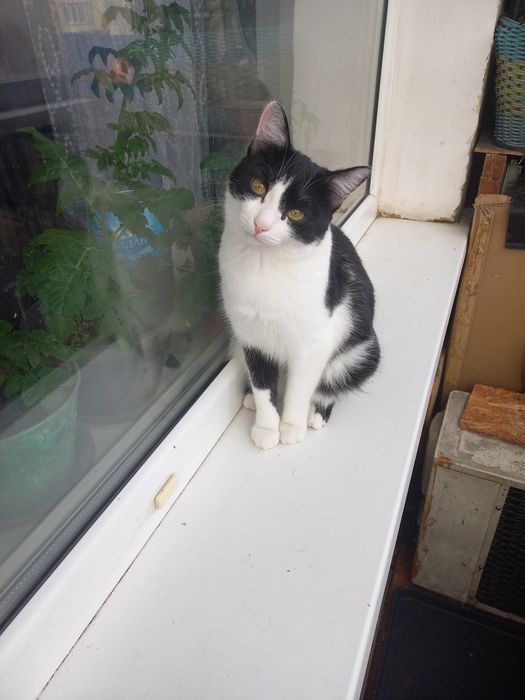 Кошечка возраст 1 год 1 месяц