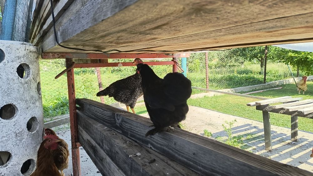 Găini cochinchina pitici 50 lei bucata