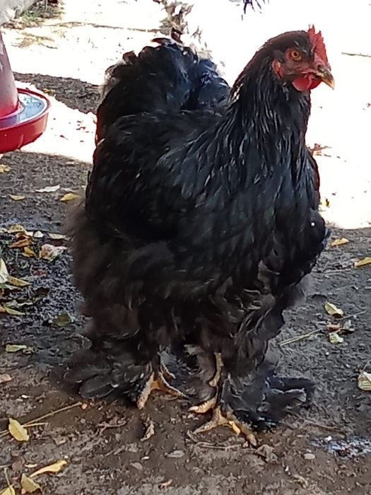 Cocos brahma si cochinchina