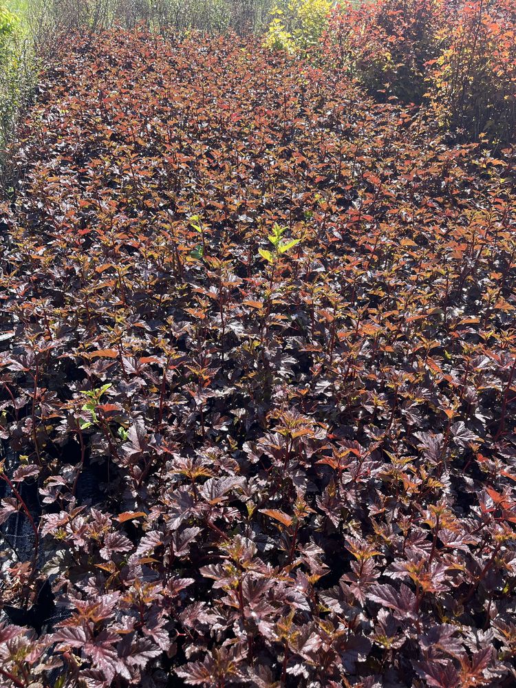 Кизильник блестящий ( cotoneaster lucidus)