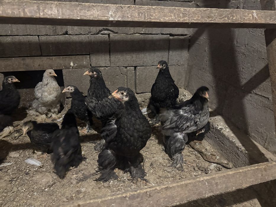 Цыплята брама черная и Голубая куры петухи
