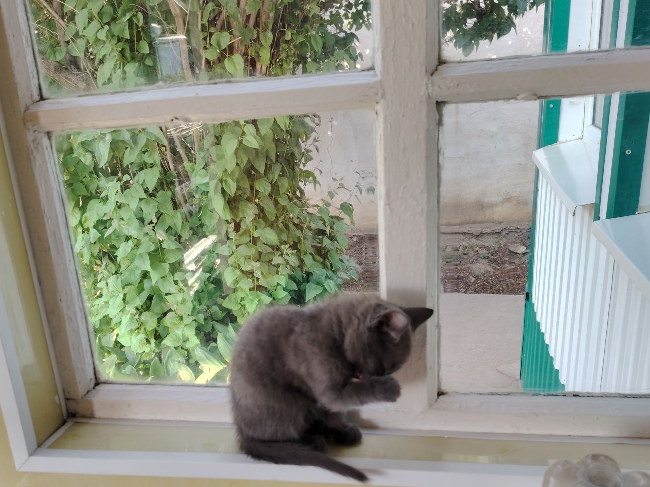Отдам котёнка в добрые руки