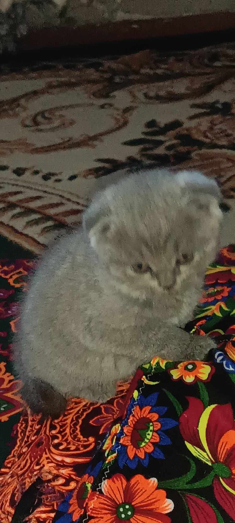 Кошки шотландские скодшолд