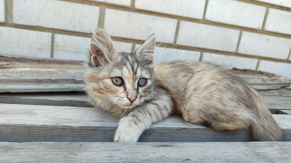 три девочки кошки