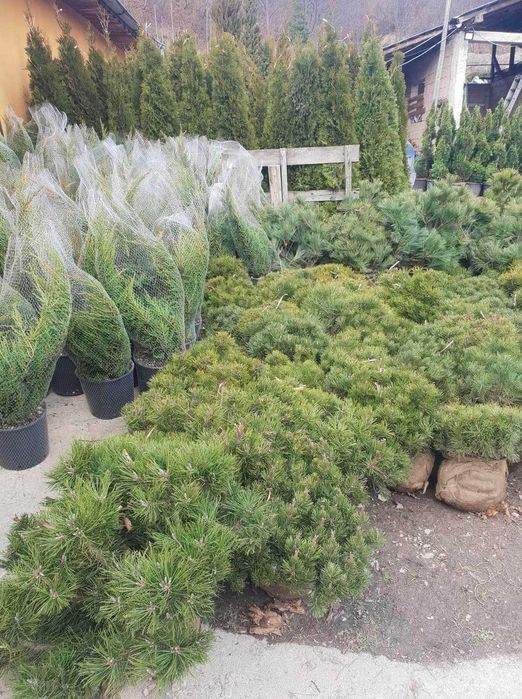 Plante Decorative Tuia