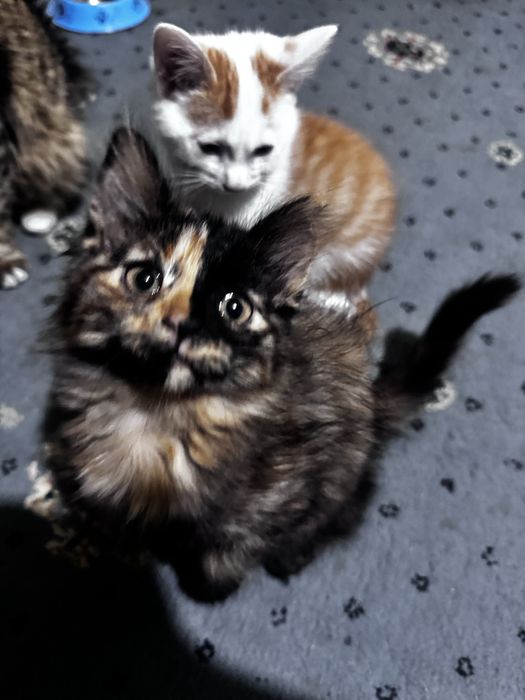 Mushuk bolalari tekinga berialdi