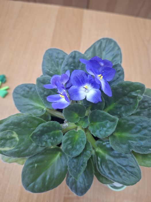 Продам Узамбарскую фиалку