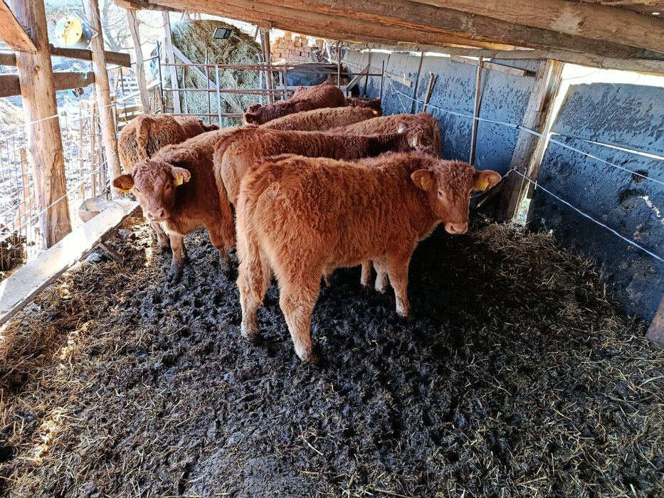 Viței rasa limousine din pășune