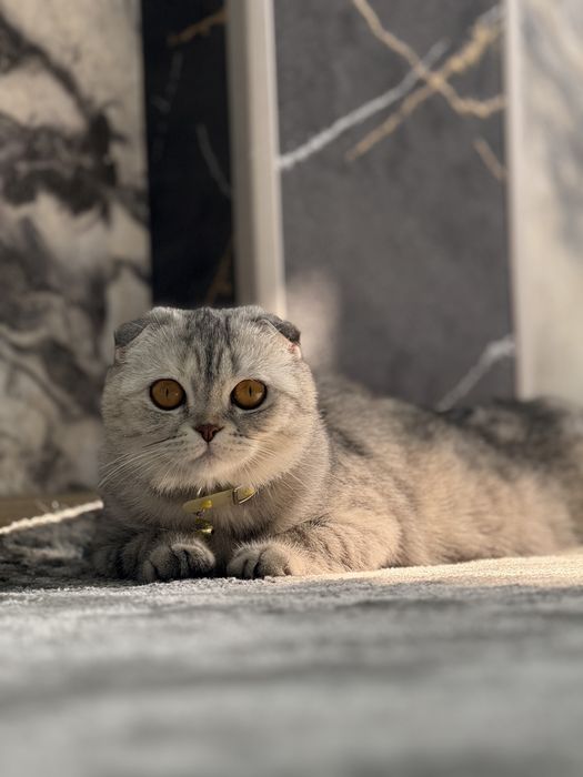 продом кошку скотиш фолд