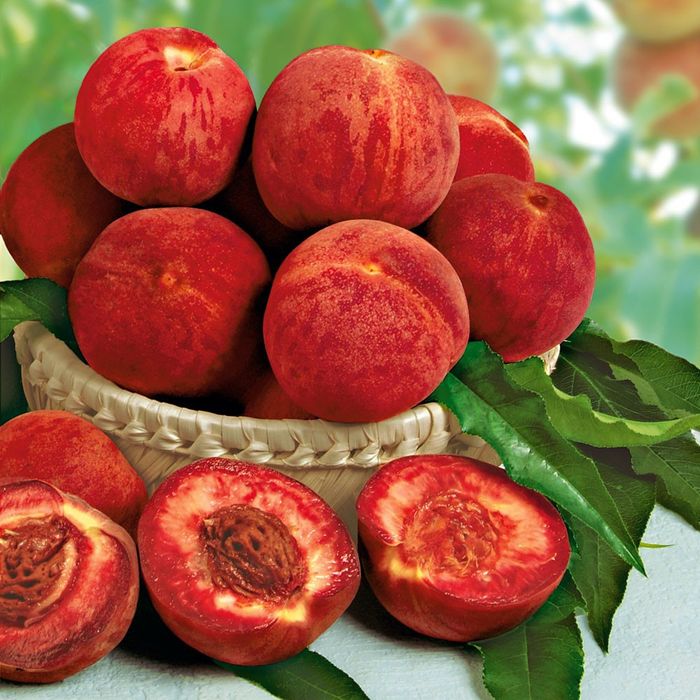 Pomi Fructiferi  deosebiti  soiuri rare