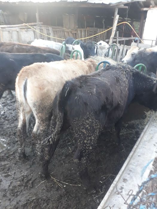 Продавам телета  за  месо