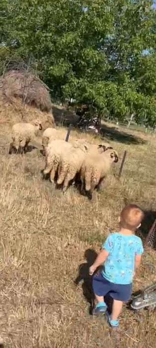 De vânzare zece miele