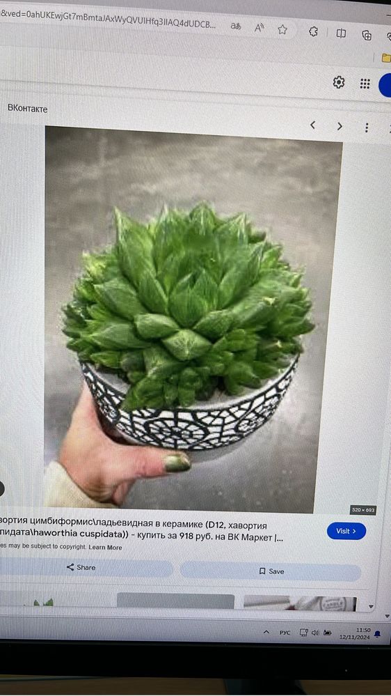 Комнатные цветы