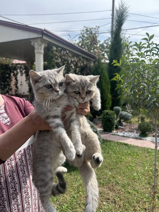 Котята  девочки  обе отдам за 500000 сум