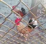 Cocosel american