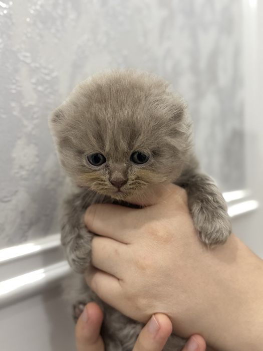 Мушук сотилади скотиш фолд тоза зотли соглом