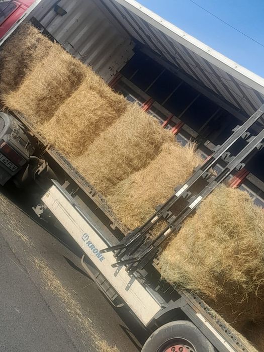 Baloti fan sau lucerna Rotunzi 40.Drept.500;Pomi Aluni Nuc.Castan.Afin