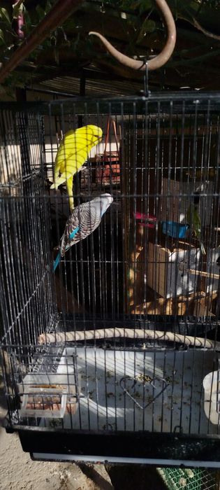 Куш сотаман пара 2 та болалари бор бирга сотаман