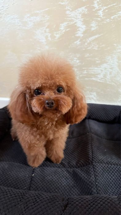 Малки сладури пудел той