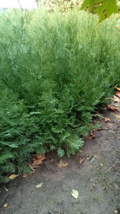 Plant ornamentale .platan buxux tuia