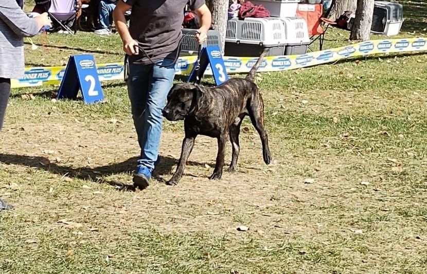 Mascul Dogo Presa Canario cu pedigree Giurgiu