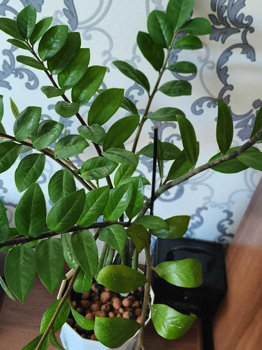 Продам замиокулькас (долларовое дерево)