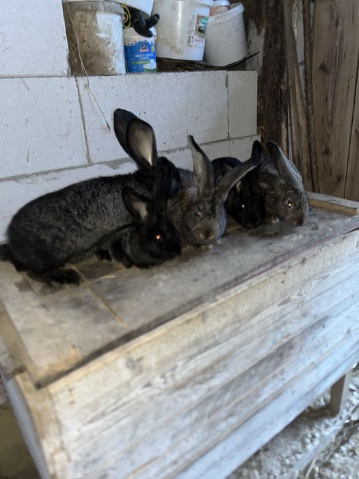 Vand iepuri urias german