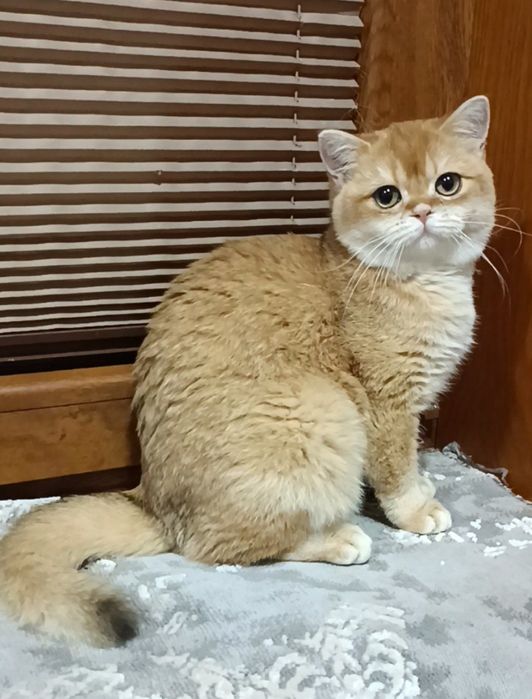 Продаётся девочка 7 месяцев британка окрас шоколадное золото bу12.