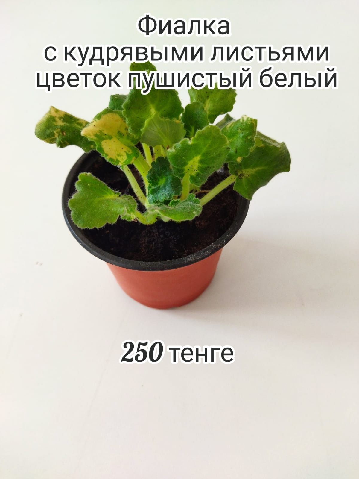 Продам комнатные растения