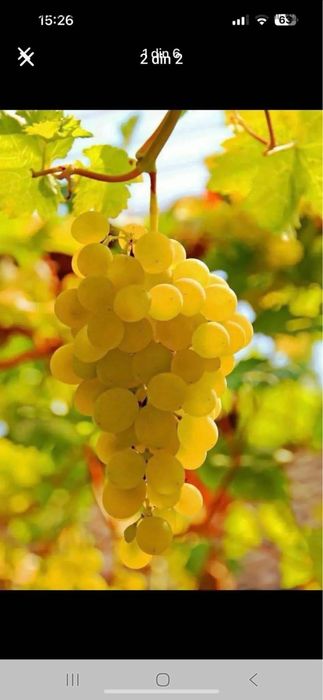 Struguri pentru vin