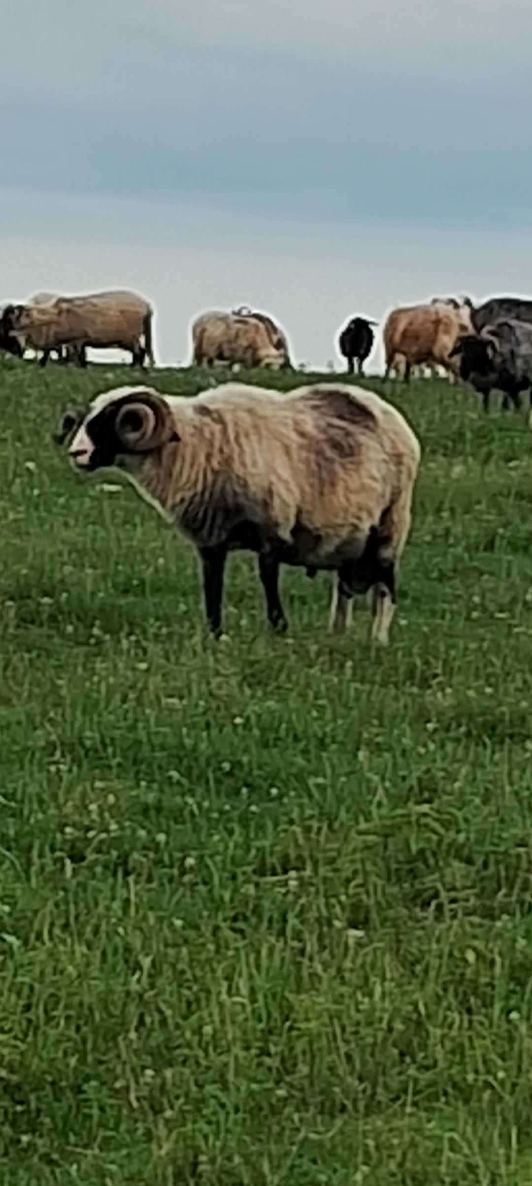 Disponibil berbec breaz cu nasul alb adus din Bistrita Nasaud