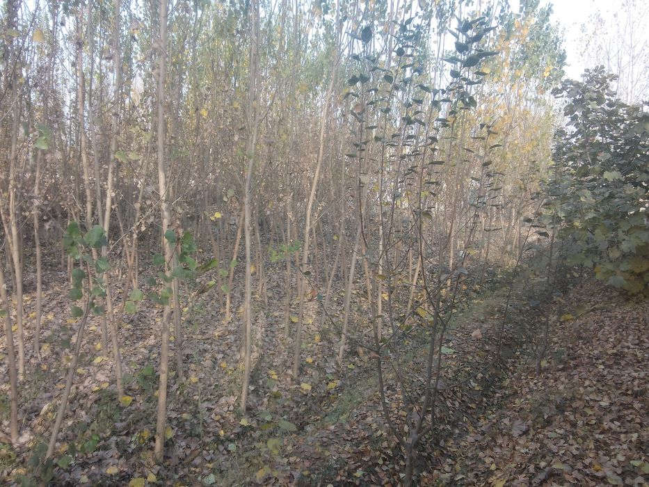 Чек ер участка сотилади