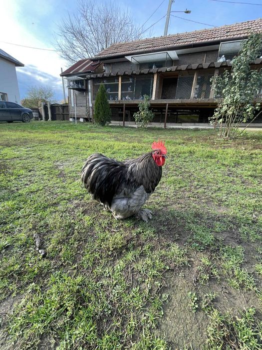 Vând Cochinchina pitice