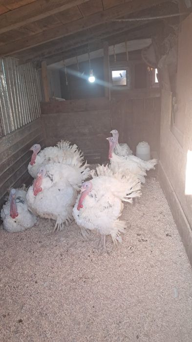 Curcani albi de vânzare de la 10kg la 15 kg