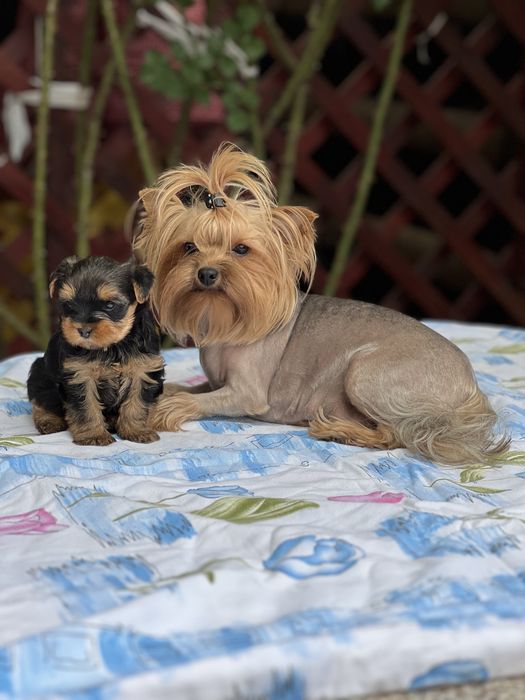 Yorkshire terrier mini toy