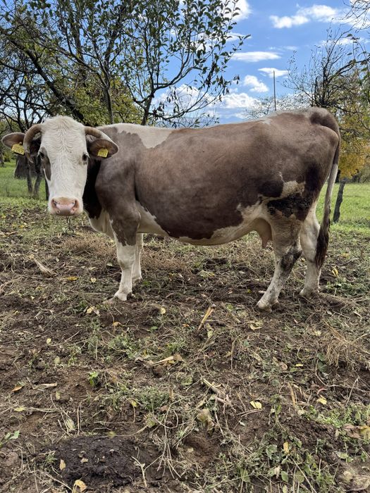 Vaca baltata, gestanata