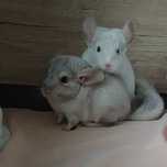 Animale companie
