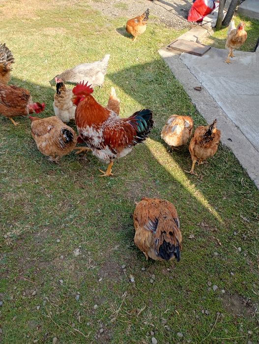 Cocoși de curte crescuți natural