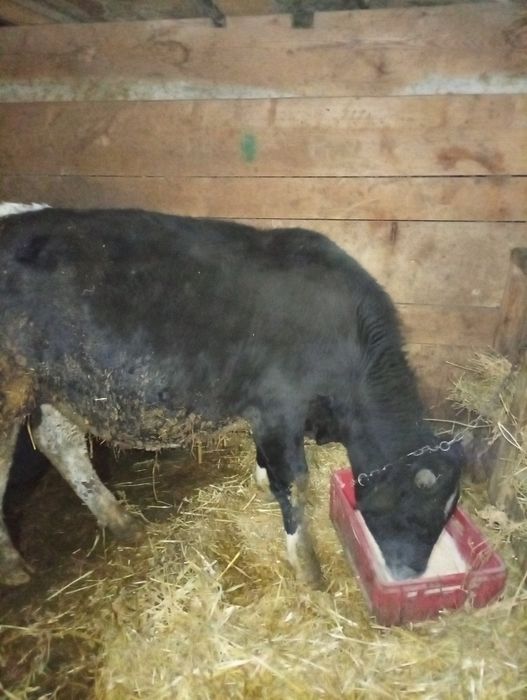 Vând taure din rasa Holstein