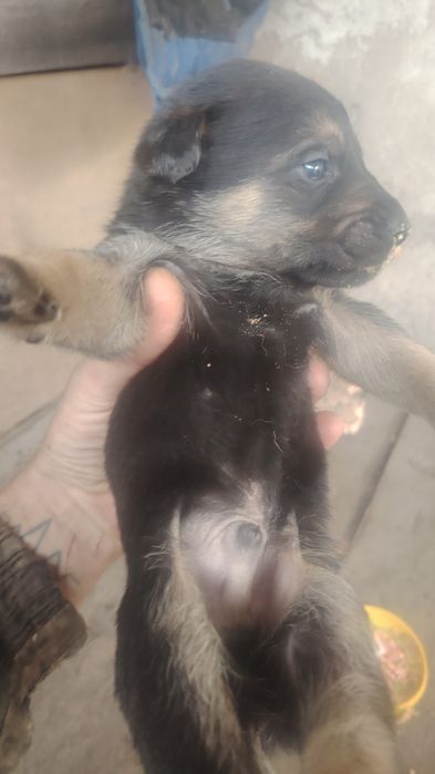 Отдаём даром щенков