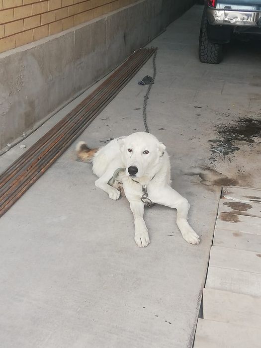 потерялась собака