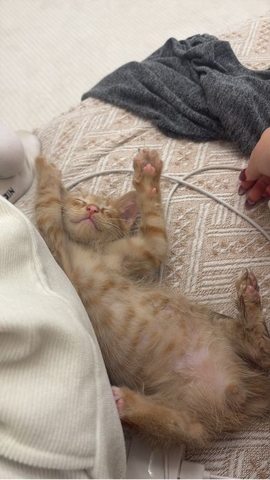 Отдадим котенка бесплатно