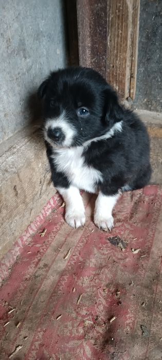 4 Бордър Колита от работещи родители