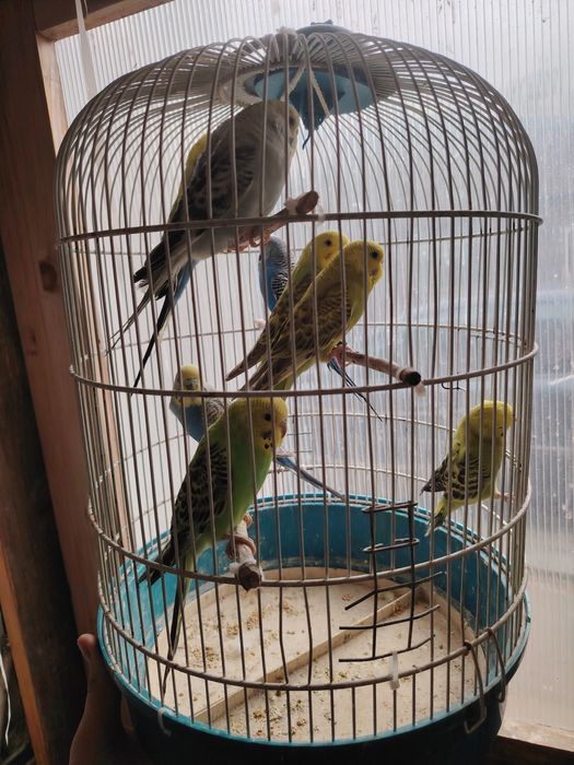 Papagali peruși de vânzare