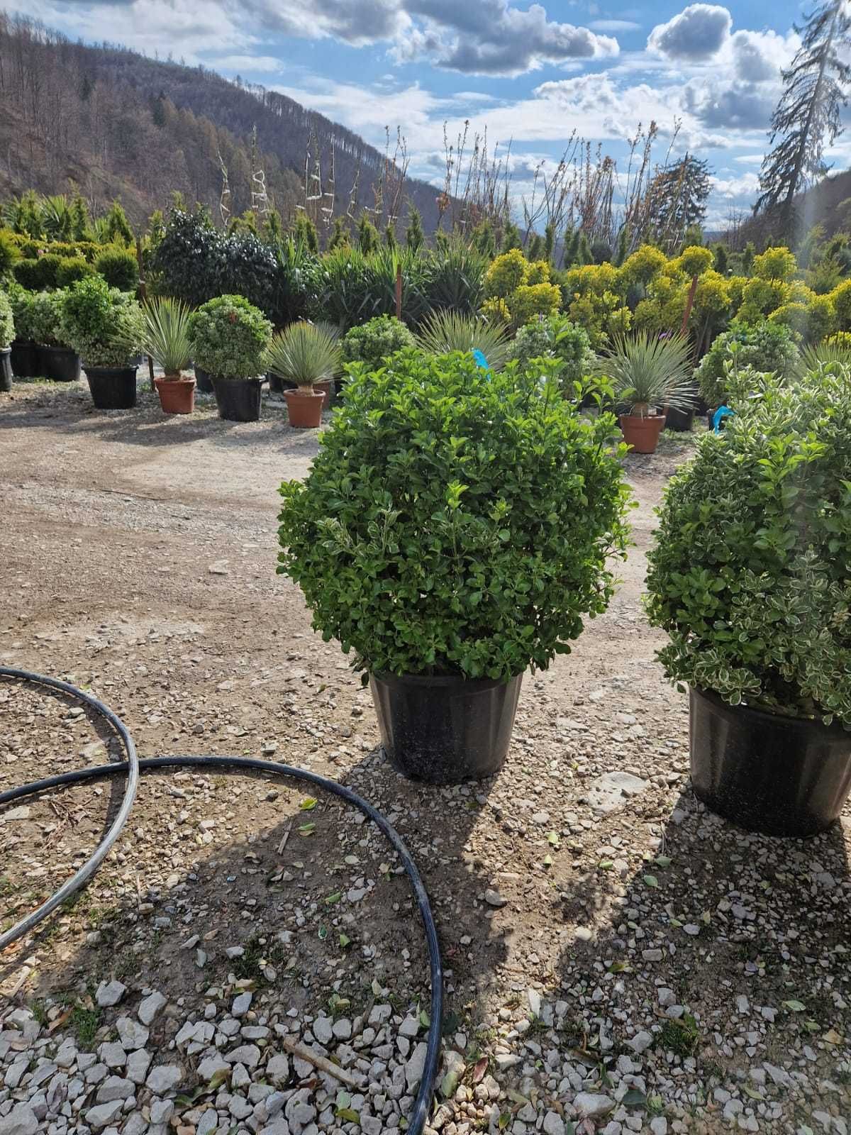 Buxus , PonPon , Ilex Plante Ornamentale